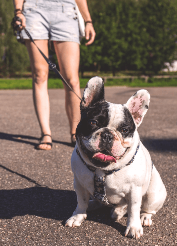 Dog Walking Apps