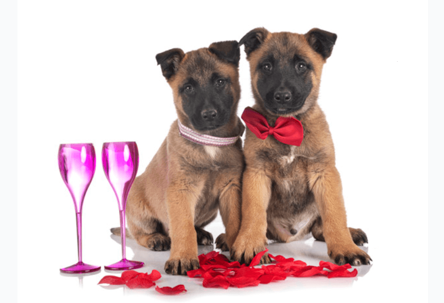 Dog Dating App in the UK