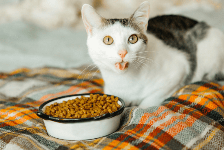 cat food