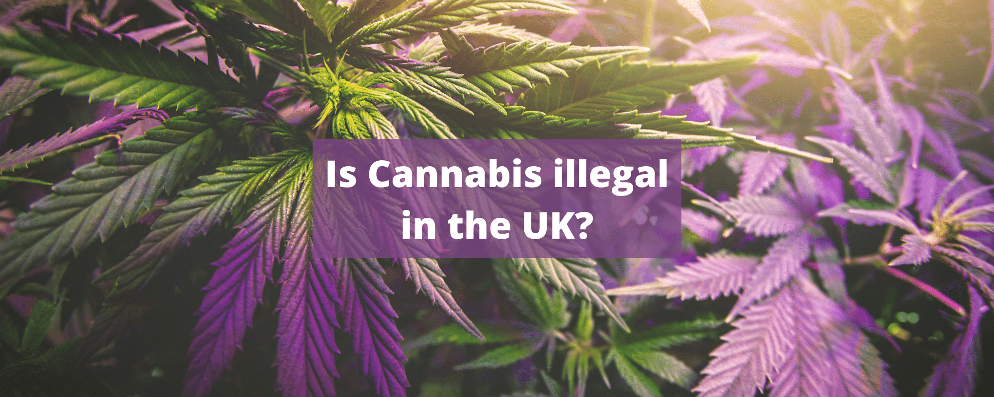 cannabis illegal in the UK
