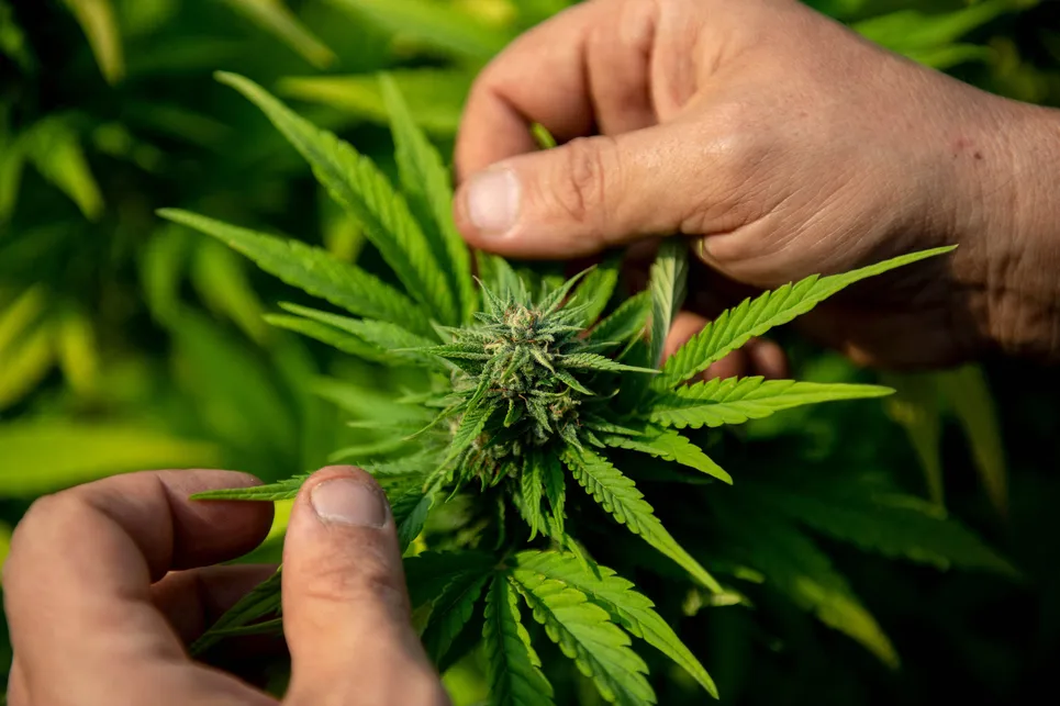 cannabis illegal in denmark